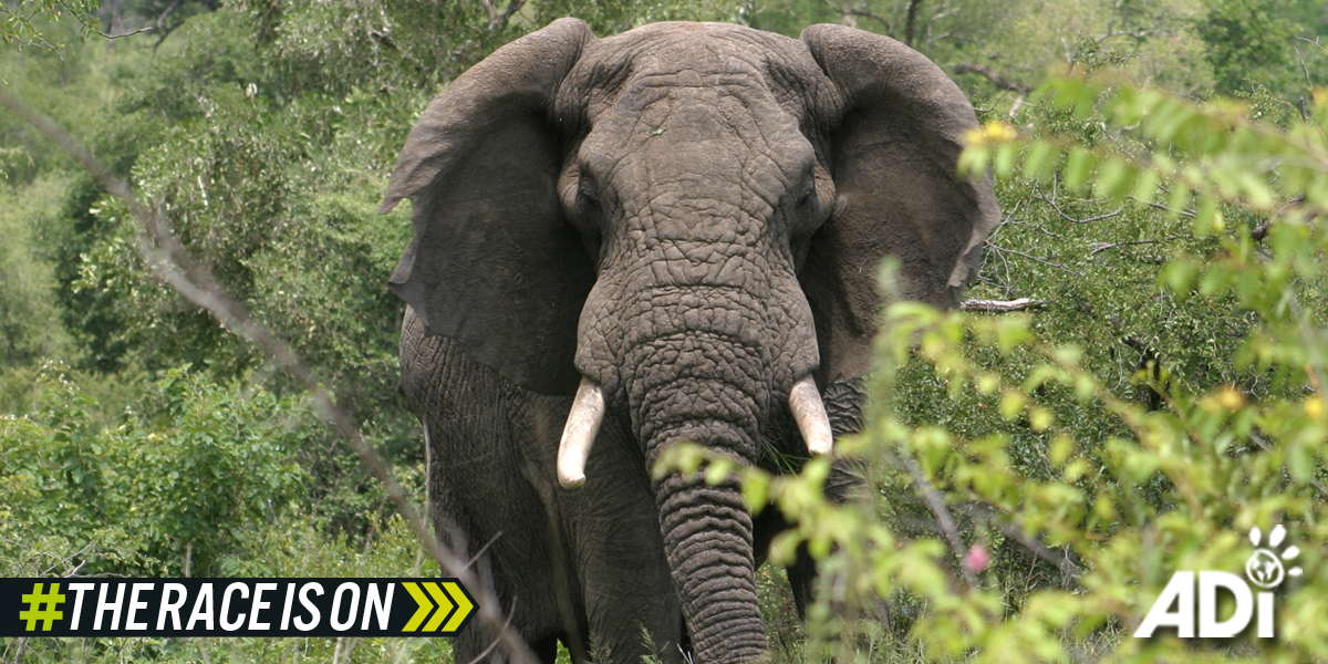 Elephant emerging from trees. Image text says #TheRaceIsOn
