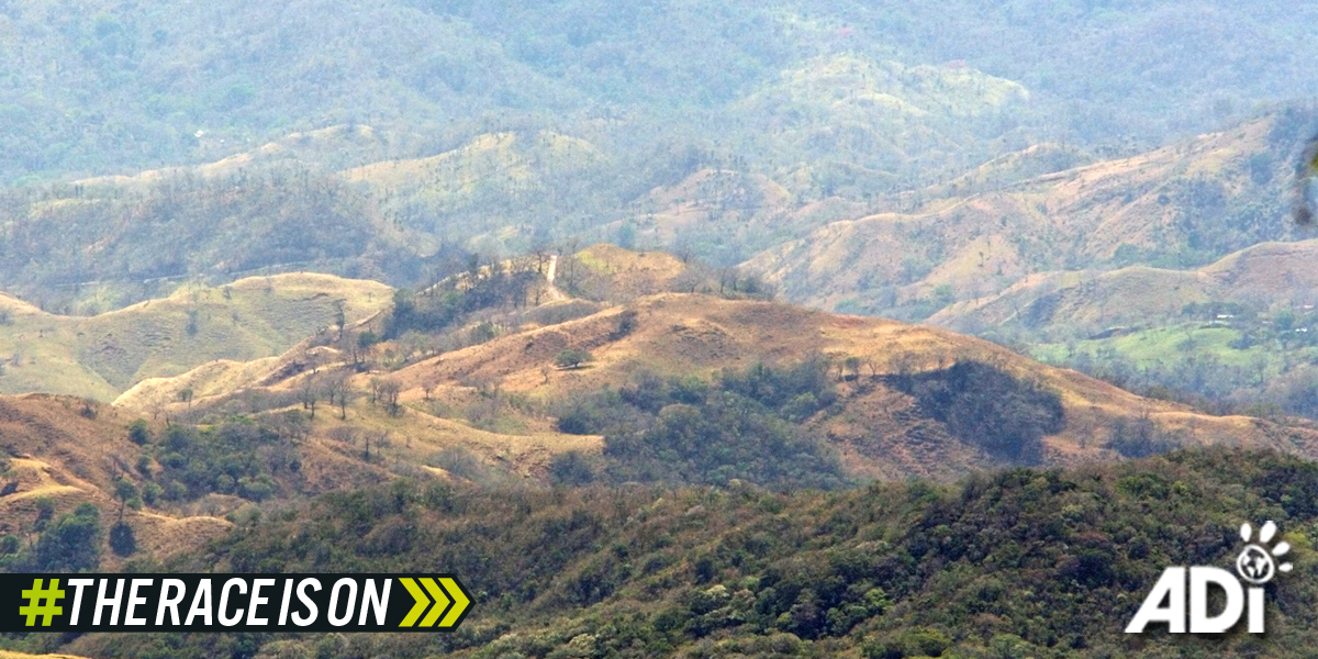 Deforestation. Image text says #TheRaceIsOn