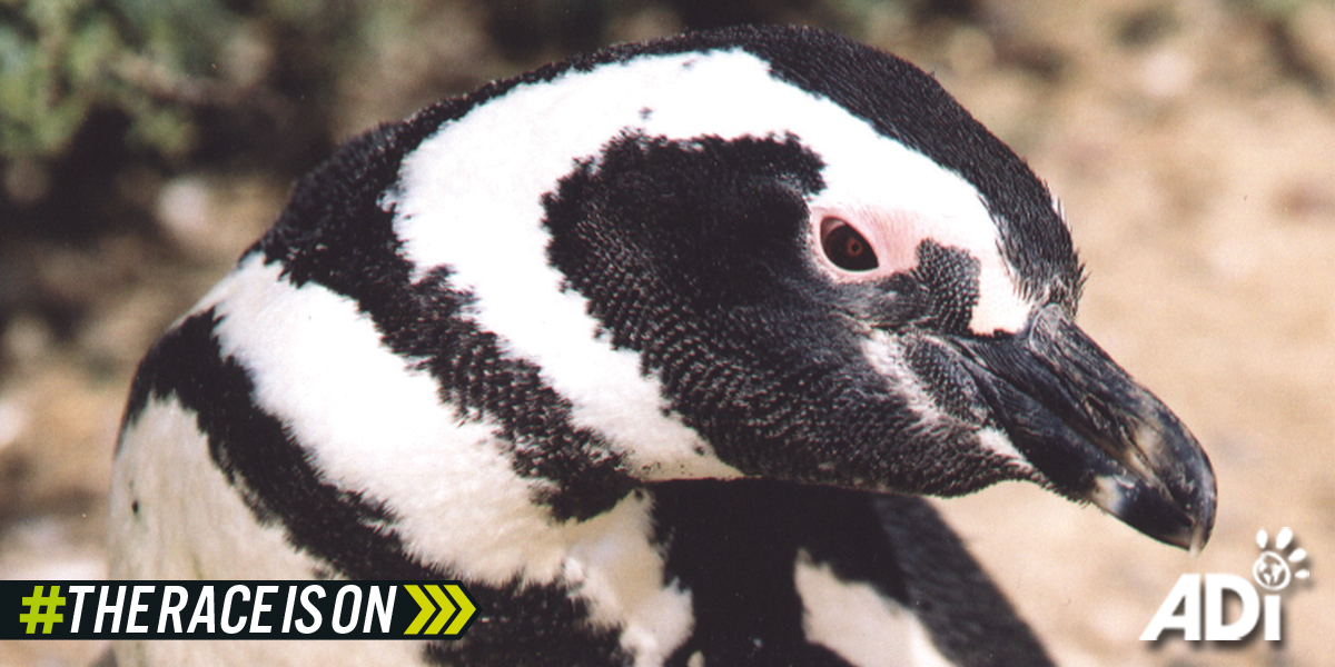 penguin. Image text says #TheRaceIsOn