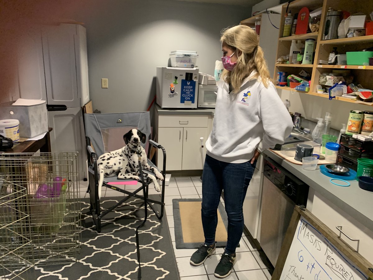 brooksidepet's tweet image. Sweetie pie Ruby is on the mend after being in a cast. She has convinced her mom that chairs are for dogs, not humans.