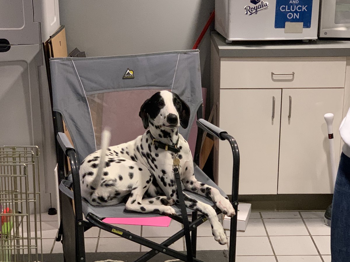 brooksidepet's tweet image. Sweetie pie Ruby is on the mend after being in a cast. She has convinced her mom that chairs are for dogs, not humans.