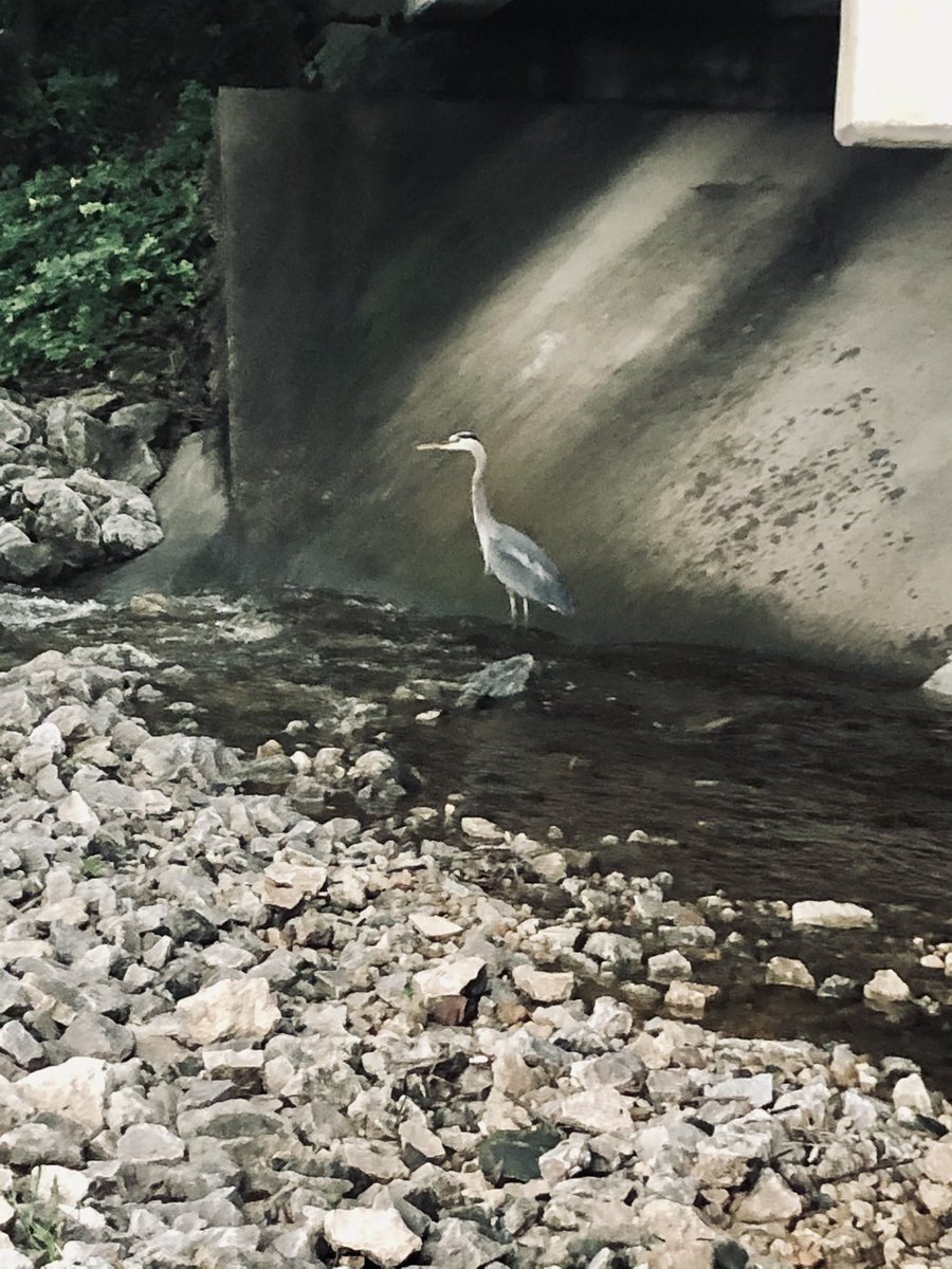 GingerBryan15's tweet photo. Enjoyed some nature walking the trail downtown the last two evenings. #gettingthosestepsin #momentsintimehikeandbiketrail #granburytx https://t.co/yRZ3Wdim7D