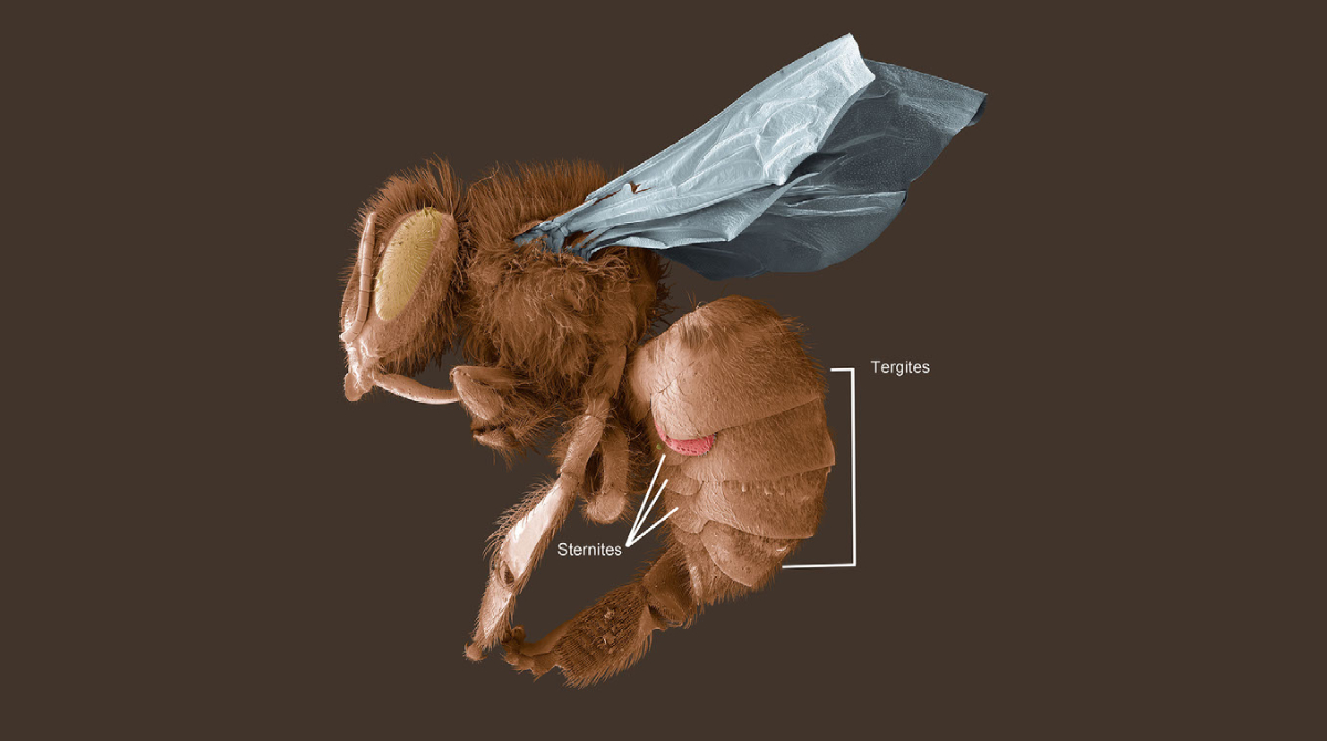 USDA_ARS's tweet image. Varroa mites have a huge economic impact on agriculture (crop pollination &amp;amp; honey production) by parasitizing adult bees and larvae. Here is a varroa mite (in red) under the tergite of a bee, while inserting its mouthparts under a neighboring sternite #WorldPestDay #SysEntLab