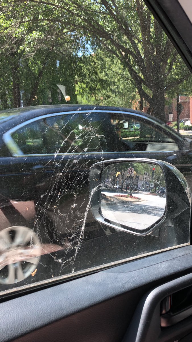 dunc__an's tweet photo. the spider (Bert) that lives behind my drivers side rear view window has gotten a bit aggressive with his alterations to the living space https://t.co/oskDCswvK9
