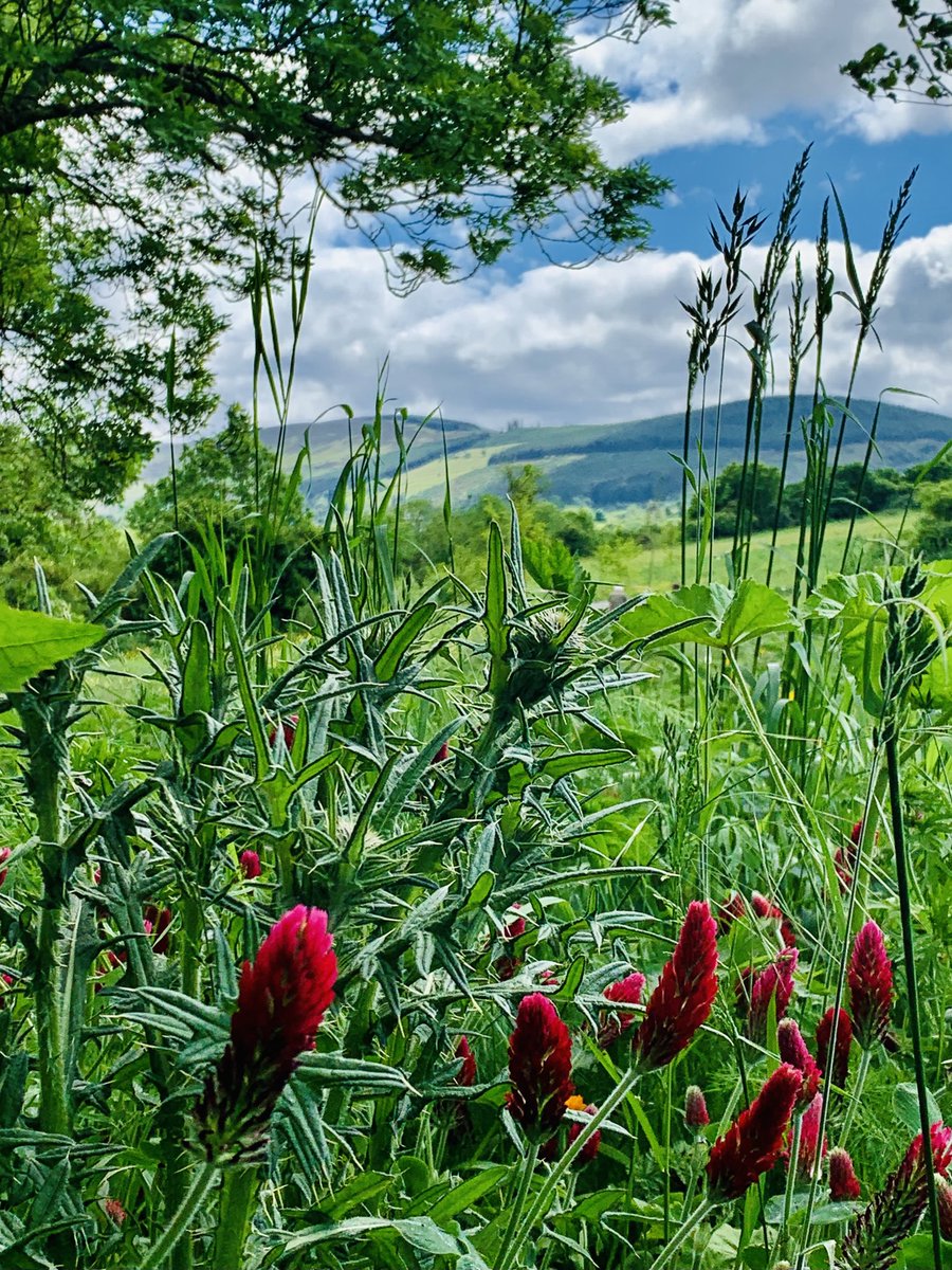 Summer in Dublin

An expedition to the source of the Dodder…..

Can someone identify these glorious scarlet flowers, which may be  a type of clover (near Kiltipper)?

#doddervalley #bohernabreena #ruraldublin