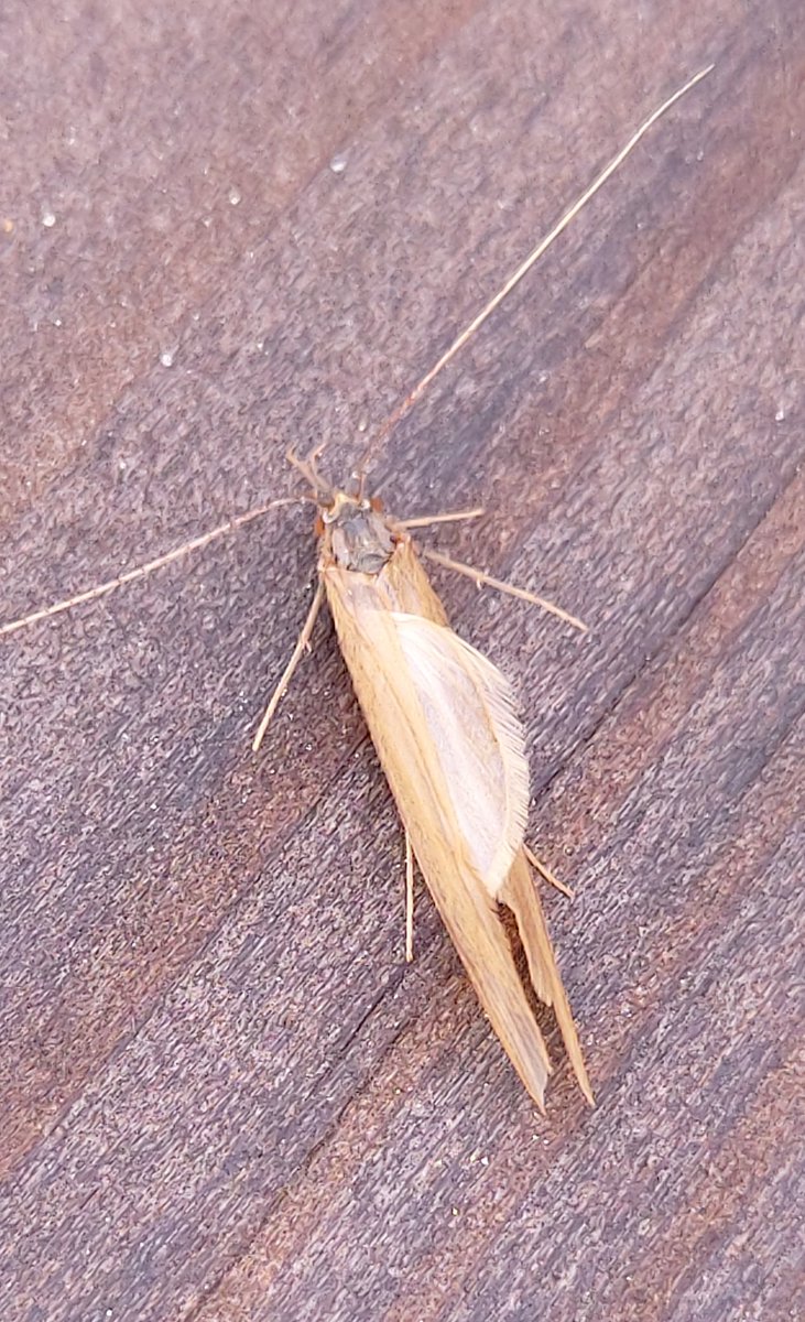 mandy_forde's tweet photo. Can anyone help id this #caddis please. No discernable pattern on wings, though thorax is interesting. #MothTrapIntruders https://t.co/CuOCZ5TrYz