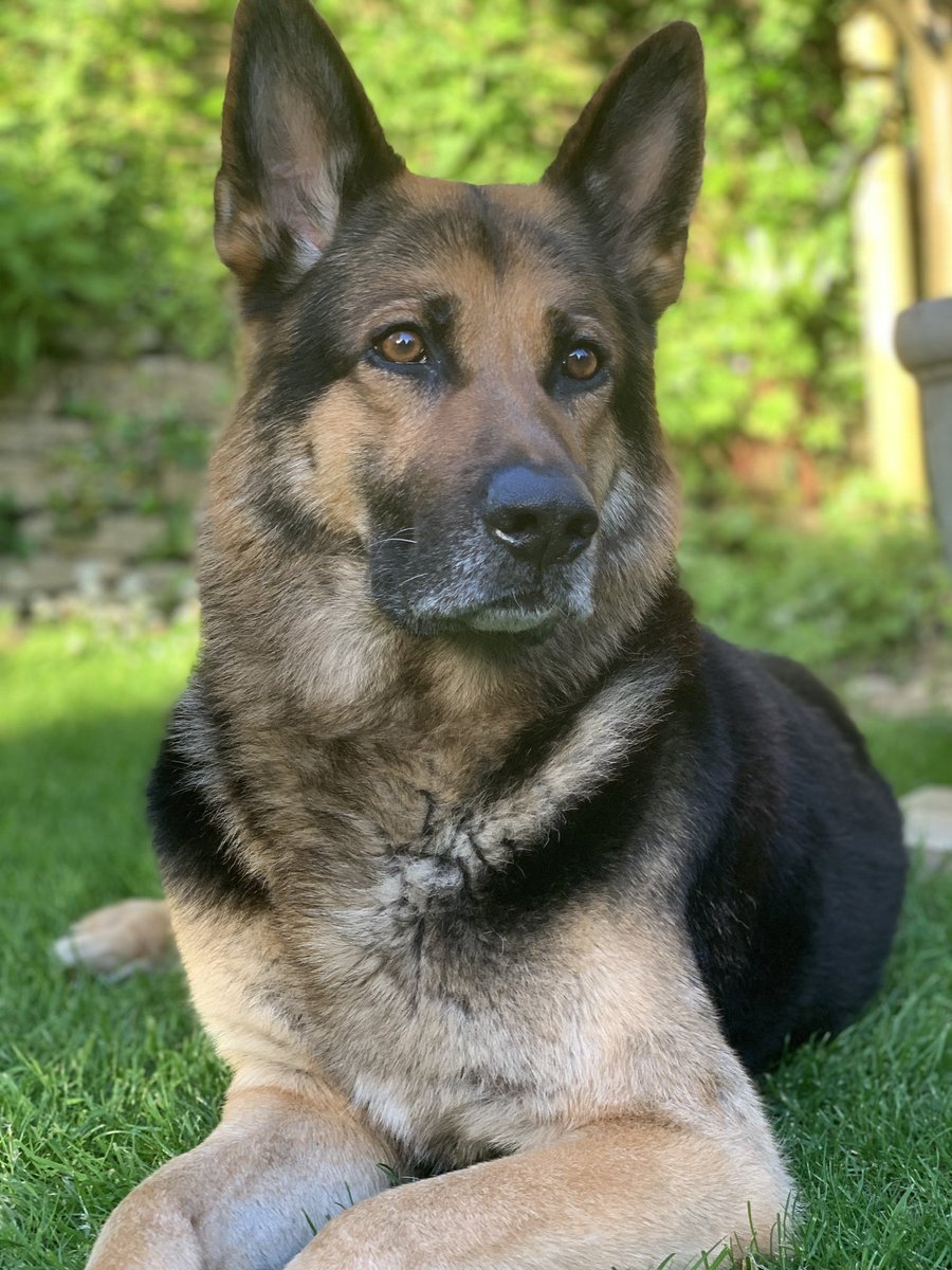 We apologise for being away without an update on Big T , so here he is relaxing into his weekend , he’s still stable with no relapses since January ...still on medication supported by the fantastic <a href="/999WAGS/">WAGs Retired Police Dogs</a> without whom we couldn’t manage #supermodel #BigT #myboy #myworld