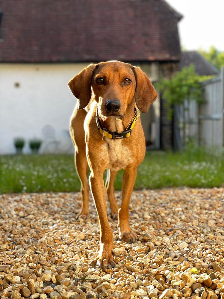 Underdog International tweet media