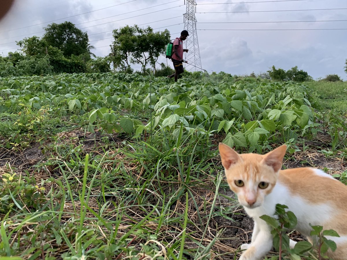 FreshWayAgro's tweet photo. Ever had organic Green gram? 

#freshwayagrofarm #organicfarming
#SriLanka https://t.co/rwCCwZJgk6