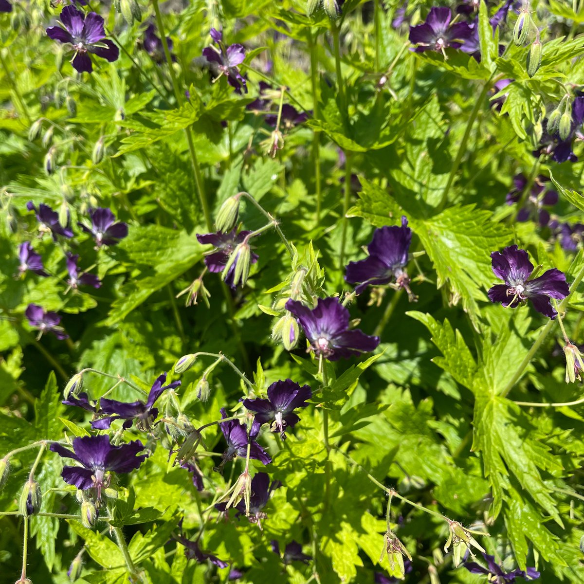 A particularly good year for Geranium phaeum I’d say.  Good size & flower production.  Also, being cooler, flowers have lasted longer than they might otherwise. Never liked the common name Mourning Widow - depressing. I see them as more sultry & stylish. #geranium #geraniumphaeum