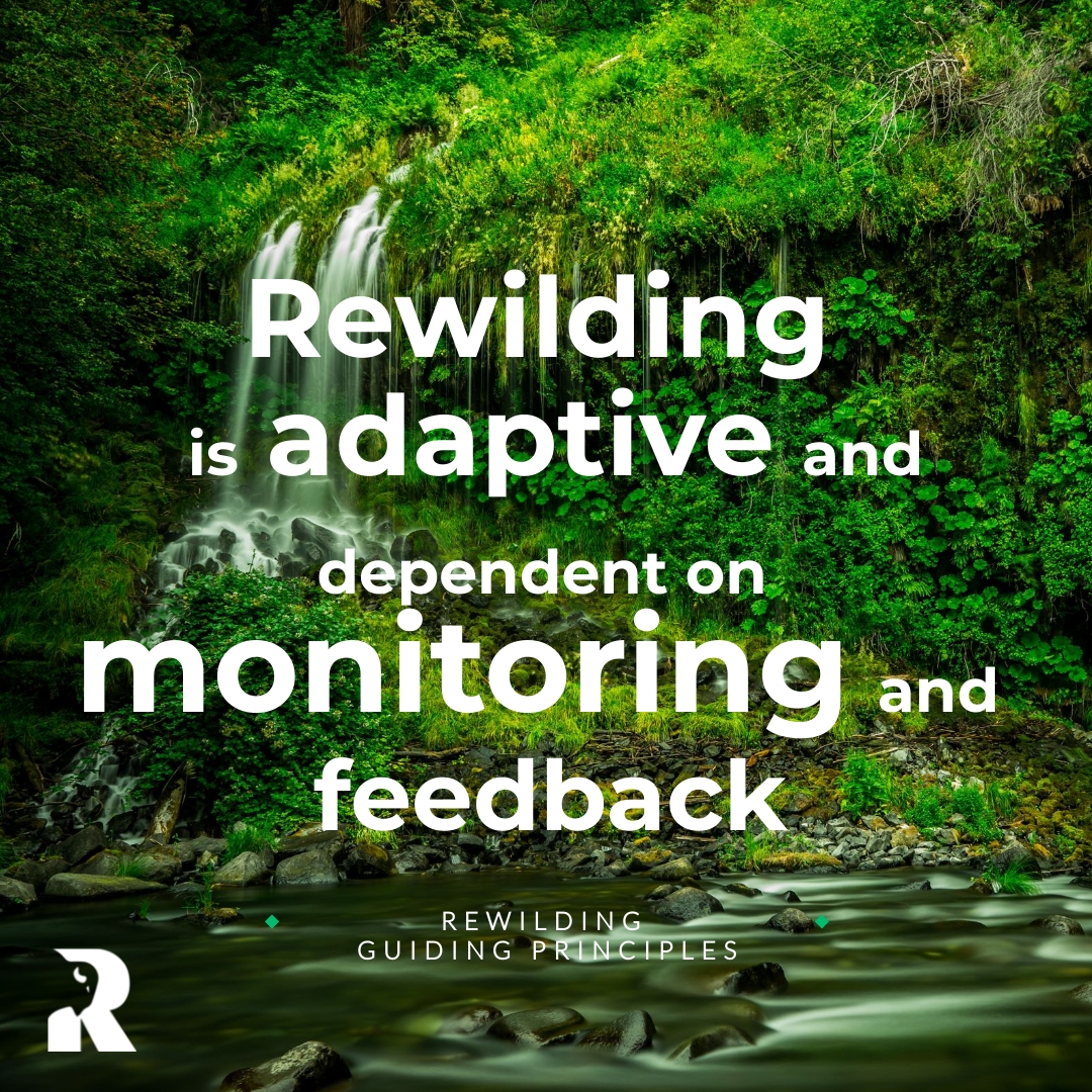 Rewilding Academy tweet media