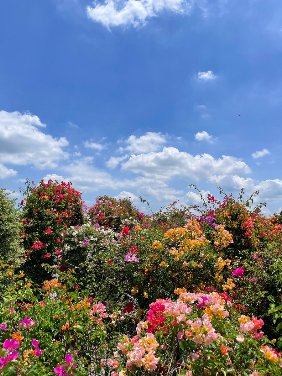 GiveMuseums's tweet photo. 💐🌤🍧 https://t.co/QxWnkWRPia