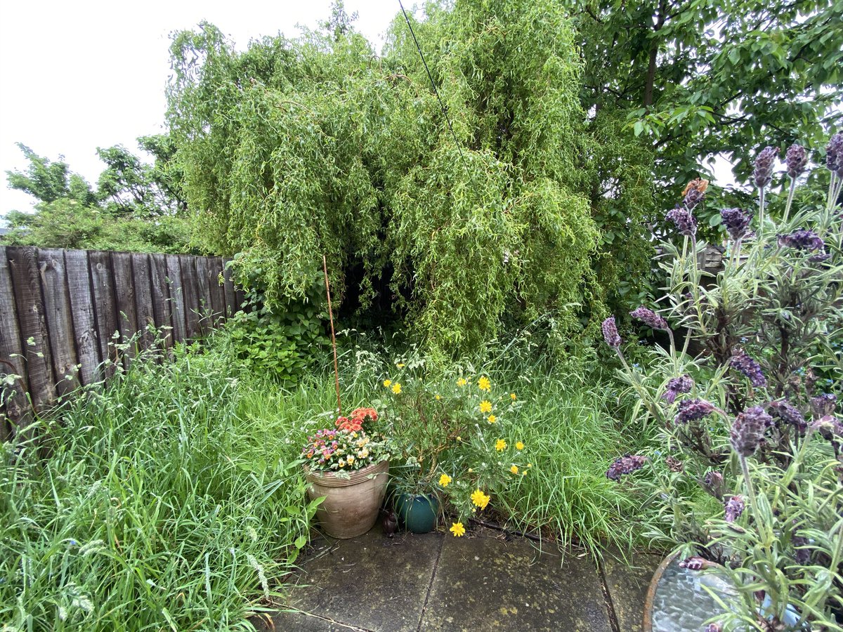 LauraStrawberry's tweet photo. This willow tree is currently hosting 3 different species’ fledglings 😍
And it is a lovely shady spot for those sunny days, with a wildlife pond underneath. https://t.co/TR5lDGBJ0q