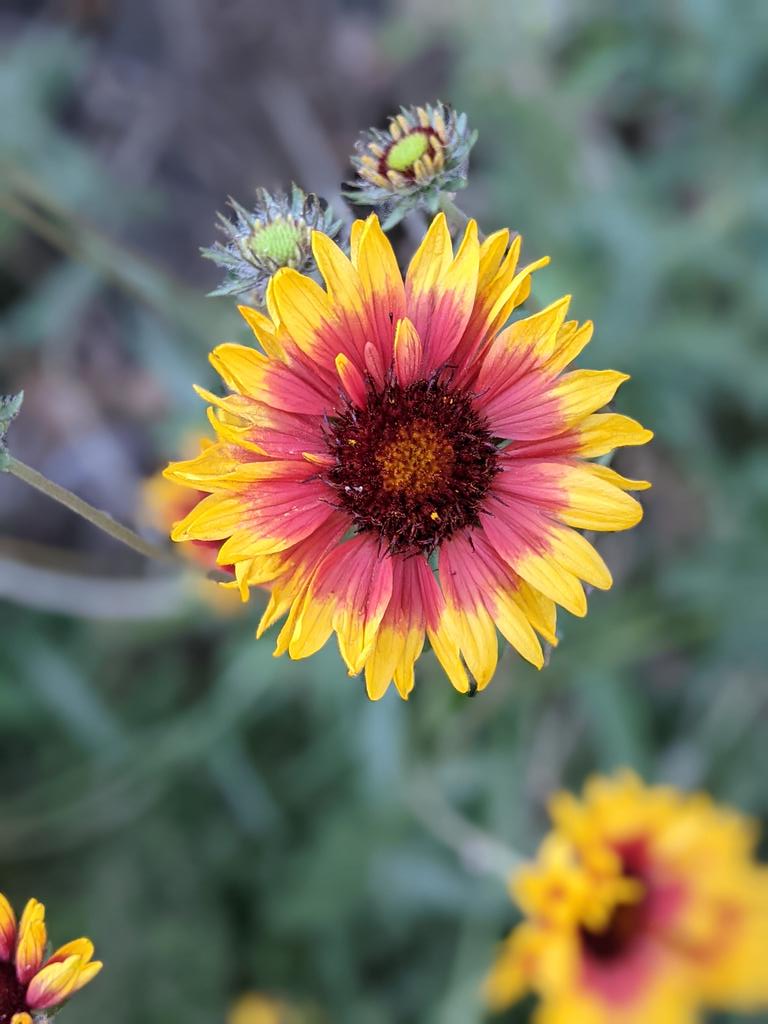 Morning walk photo from my #pixel4A