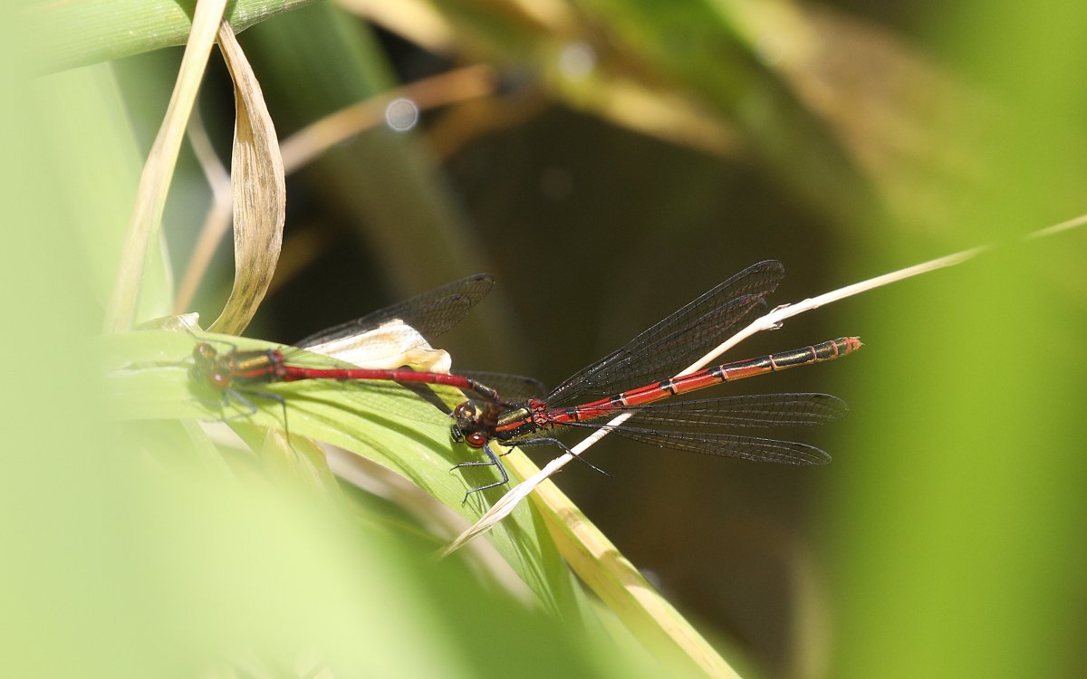 Webweald's tweet photo. 'Large Red Damselfly' on my new wildlife pond (built in Feb) ...quite frankly I'm thrilled. One for you @flygirlNHM , they may not be rare but they are exactly what I hoped my pond would attract. https://t.co/18VmiF9jQn