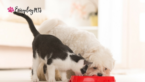 Everyday_Pets's tweet photo. Most people think about pet food as a way to increase their pets' nutrition. But there's more than meets the eye. You might be surprised to learn that food for #canines, #felines, and other furry friends can actually be quite powerful! 

Learn more here! https://t.co/v0yjqT1Eid https://t.co/5xOfOocgOI