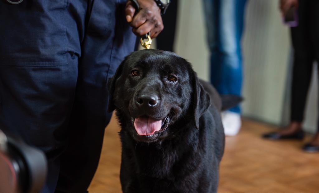 rbarwanda's tweet photo. JUST IN:
Rwanda has acquired sniffer dogs trained to detect the whiff of COVID-19 infections. They will be deployed at Kigali International Airport, among other public places.
πΈ: @FILSIMAGES / RBA https://t.co/0FMqNaxqA4