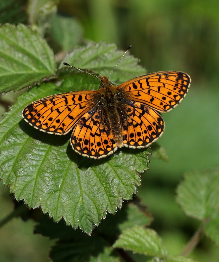 Steve Seal (@stevesealimages) on Twitter photo Nice fresh Small Pearl-bordered Fritillary Wyre Forest today.
<a href="/BC_WestMids/">West Midlands Butterfly Conservation</a> @ukbutterflies <a href="/britbutterflies/">THIS ACCOUNT IS CLOSED 🦋</a> <a href="/Butterfly_bros/">Joel Ashton</a> <a href="/BeccasButterfli/">Rebecca's Butterfly Farm (BCyA)</a> <a href="/savebutterflies/">Butterfly Conservation 🦋</a> <a href="/europebutterfly/">BC Europe</a> Nice fresh Small Pearl-bordered Fritillary Wyre Forest today.
<a href="/BC_WestMids/">West Midlands Butterfly Conservation</a> @ukbutterflies <a href="/britbutterflies/">THIS ACCOUNT IS CLOSED 🦋</a> <a href="/Butterfly_bros/">Joel Ashton</a> <a href="/BeccasButterfli/">Rebecca's Butterfly Farm (BCyA)</a> <a href="/savebutterflies/">Butterfly Conservation 🦋</a> <a href="/europebutterfly/">BC Europe</a>