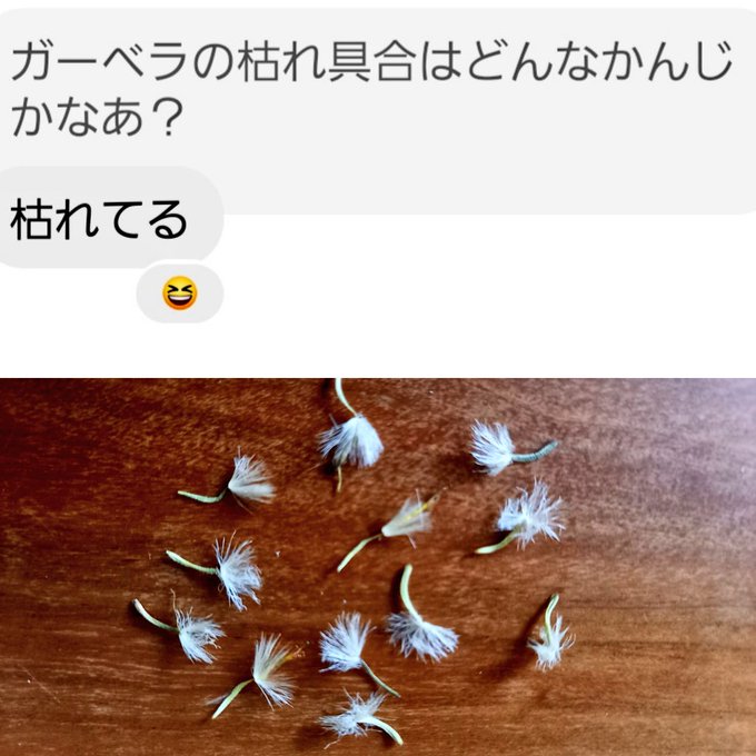ガーベラの種のtwitterイラスト検索結果