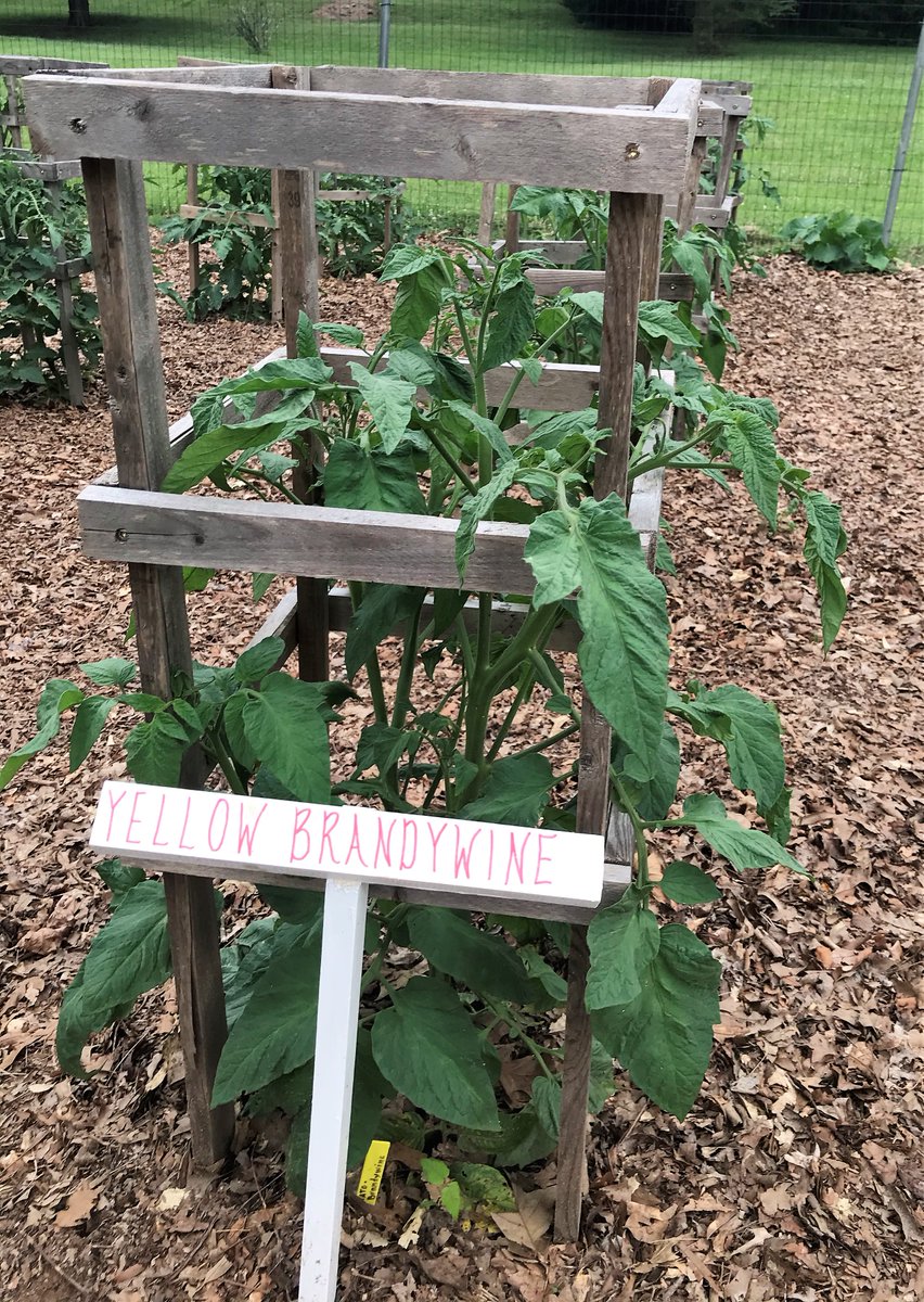 HampdenClub's tweet photo. Campus garden update: Big thanks to Shaunna for our new signs! Please visit to see all of the others, our garden is behind the health center. Our first try at Yellow Brandywines, can hardly wait! https://t.co/UZwYOpBWLF