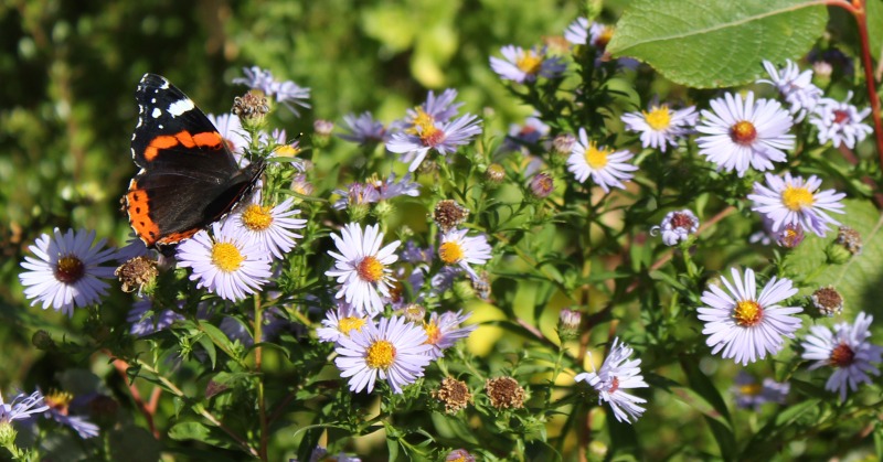 FieldsInTrust's tweet photo. Our local parks boost air quality, provide habitats and mitigate the effects of climate change. Yet only 6.4% of Britain's parks are legally protected. It's not too late, but we must act to protect green spaces now before their benefits are lost forever.
