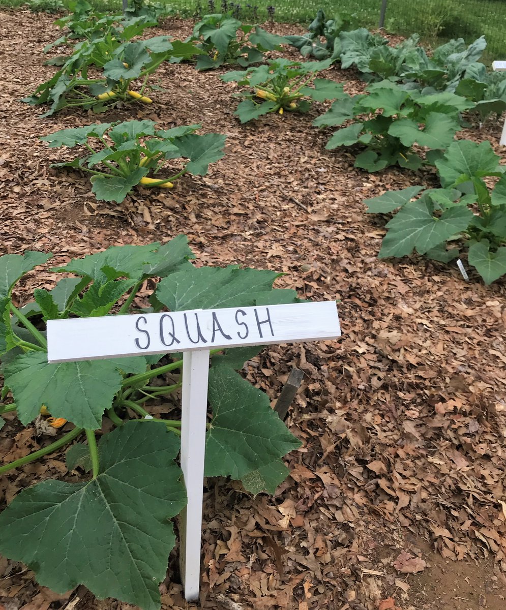 HampdenClub's tweet photo. Zucchini and squash are just a few days away from being ready, but lettuce, chard, turnips, and kale are ready now, please visit and pick! https://t.co/g2ItThZza6