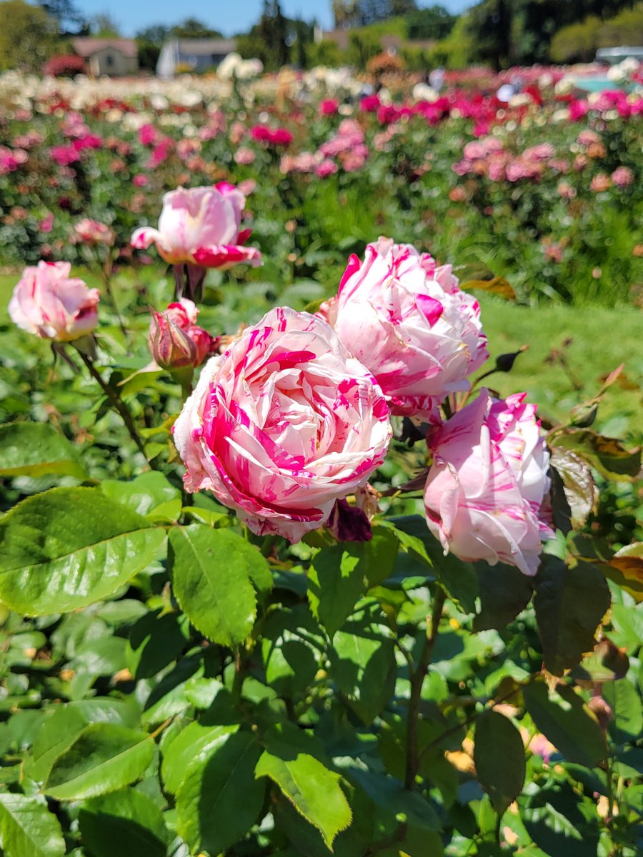 JPuyc's tweet photo. RoseGarden 🌹💐 #RosegardenSanjoseCa https://t.co/cb7koOST8r