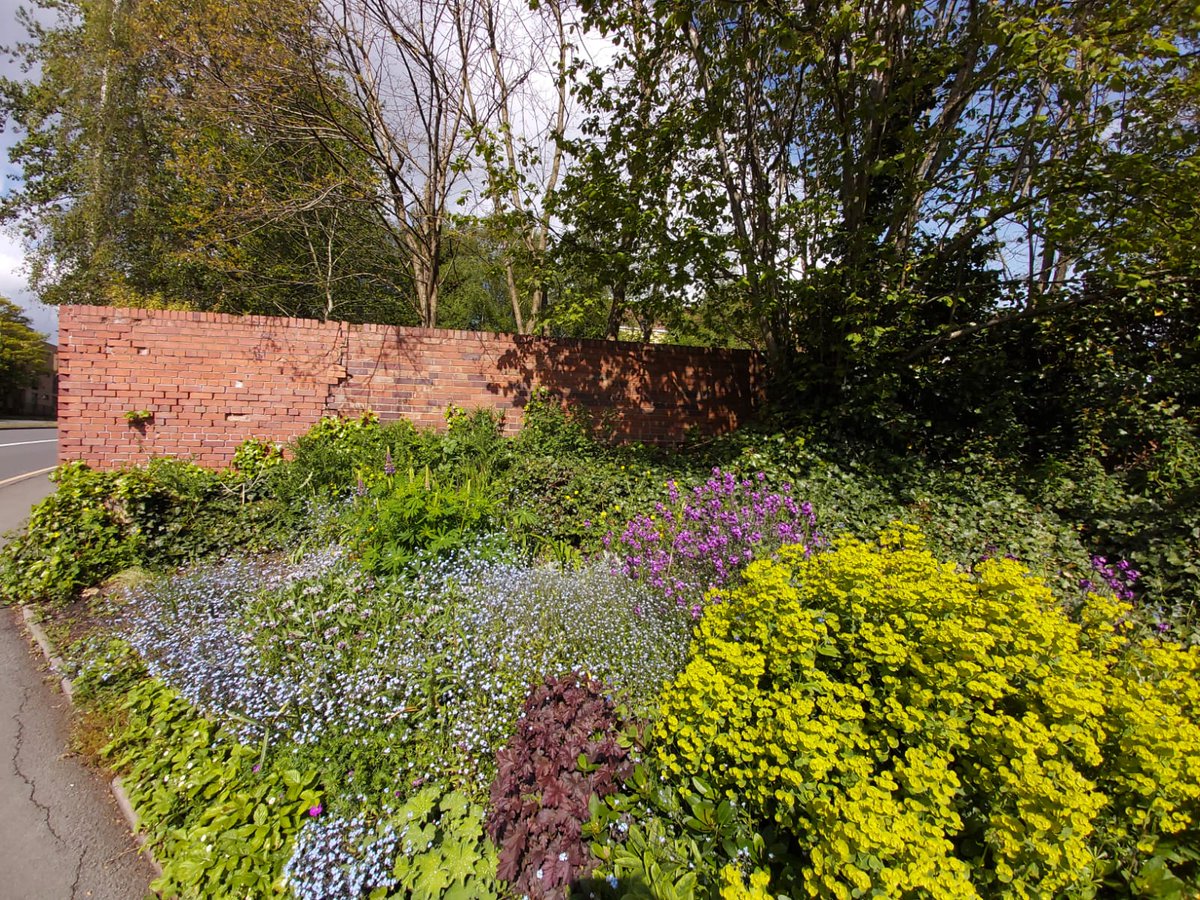 HOWInBloomers's tweet image. Time to tweet or get off the plot! We will not doing the latter. We love our @HalesowenBloom @RHSBloom plot. After limited visits last year, it was great to restart regular meet ups early May. It's only tweeting I've neglected (sorry, fellow WIn Bloomers!)