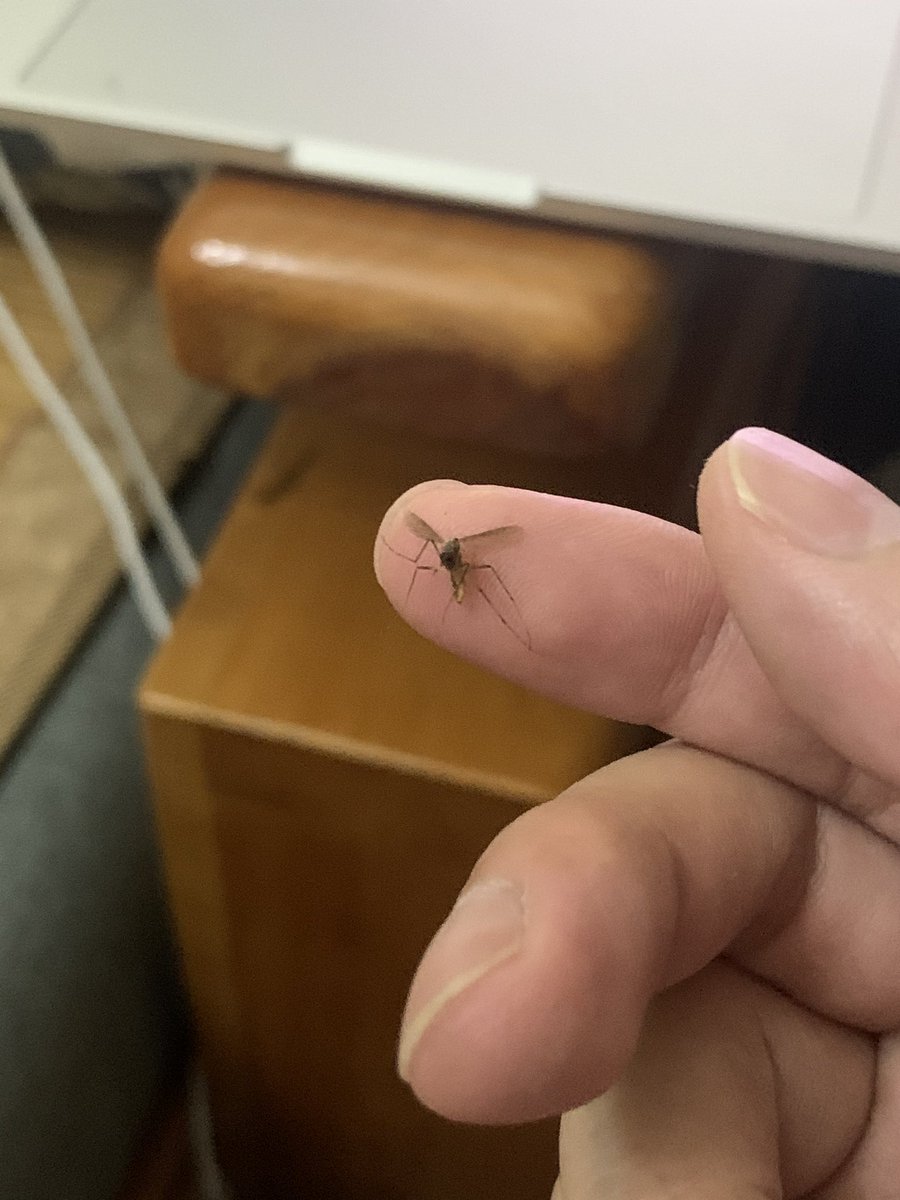 JamesCageWhite's tweet photo. A mosquito is sucking my blood 🩸 I catch it, and I sentence it to death 💀 in the name of God , no mercy https://t.co/ZNNrbTjpz4