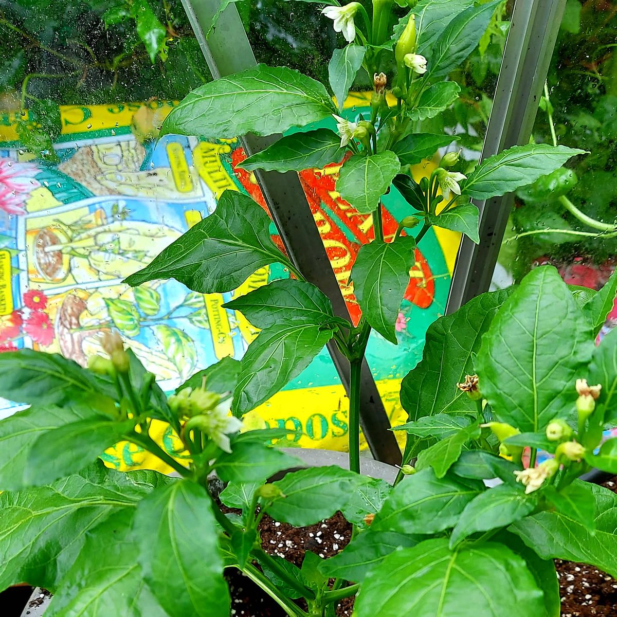 KellyWoodroffe's tweet photo. Plants are coming along nicely now the weather has cheared up π lots of new growth and chillies growing. Baskets doing especially well #chillies #willbespicy #growingmyown #ccsk https://t.co/nbRNgvvhMd