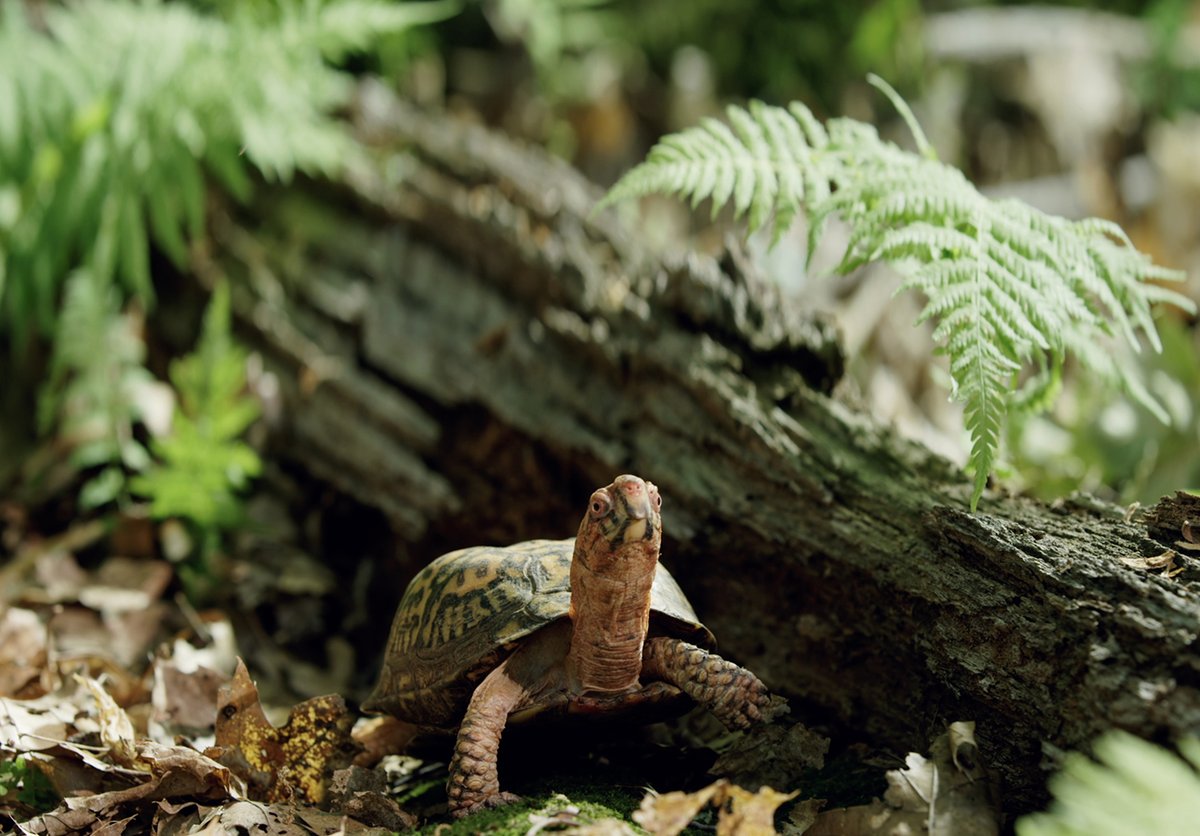 CincyMuseum's tweet photo. Listen, we're just a museum looking to hear your best bad joke. We'll start: 
What do turtles use to communicate?

A shellphone 😁 

You can catch this Eastern box turtle and other critters in #BackyardWilderness in the #OMNIMAXTheater. Check our website for times and tickets! https://t.co/YaS64puj07