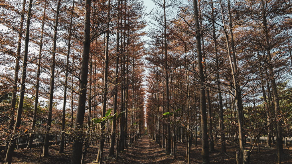 aaforfun's tweet photo. This is in a place called Changhua in Taiwan. The plant in the picture is called the Phixiaoyan tree. The shooting time was about September.

20210118 DJI 0942

default

default

default  #beautifulplacestogo #blog #bloggerstyles #cuteplaces

https://t.co/XzC3pLvRtN https://t.co/qmDzlEf8XS