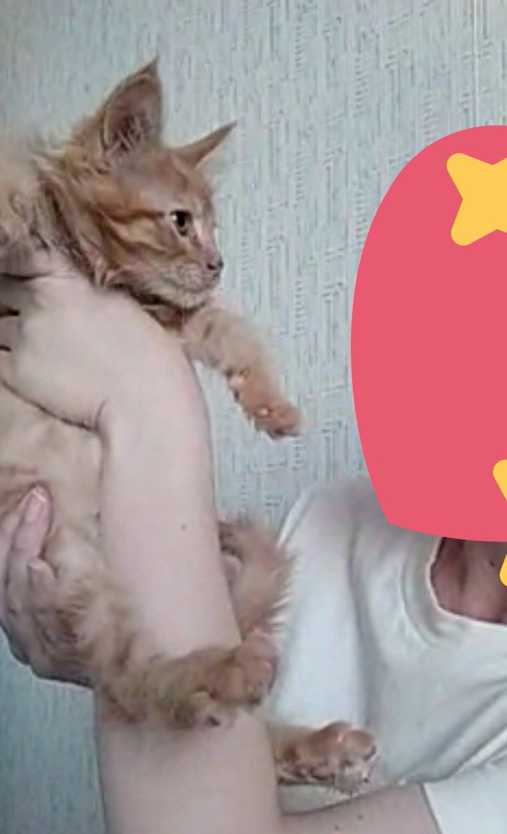 Bertlinochka's tweet photo. так как я не могу попасть домой до конца июня! из-за сессии! мы знакомились по видеозвонку 🥺 эта рыжая чудесинка и у него ВЕСНУШКИ на мордочке его зовут Персик теперь я мама 🥺🥺🥺🥺🥺🥺🥺 https://t.co/bNWpVWJcyv