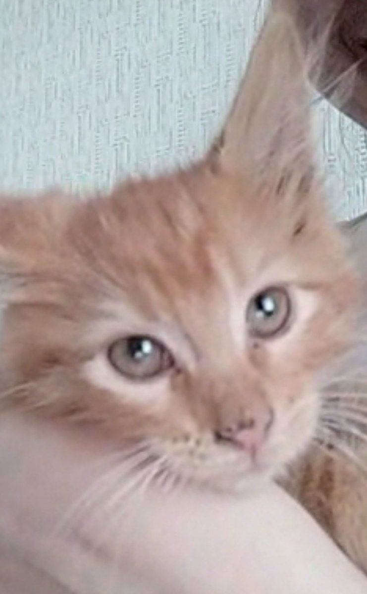 Bertlinochka's tweet photo. так как я не могу попасть домой до конца июня! из-за сессии! мы знакомились по видеозвонку 🥺 эта рыжая чудесинка и у него ВЕСНУШКИ на мордочке его зовут Персик теперь я мама 🥺🥺🥺🥺🥺🥺🥺 https://t.co/bNWpVWJcyv