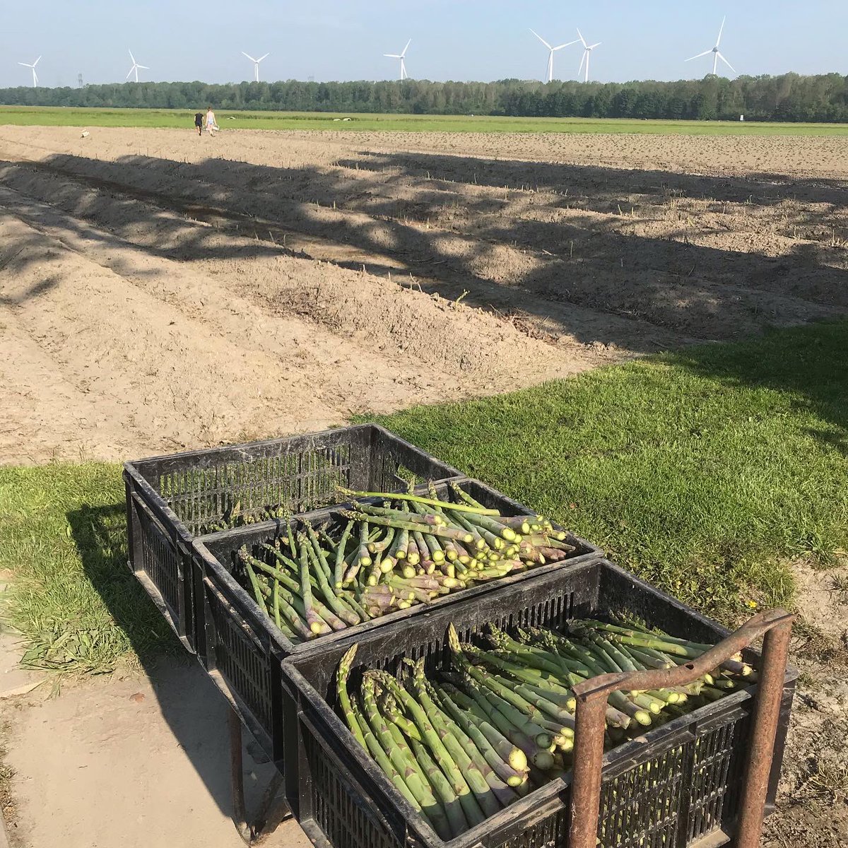 Prachtig weer vanochtend om asperges te snijden !!