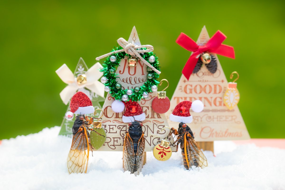 OxanaWare's tweet photo. #xmas in June? Let's trim that tree! #cicadas #CicadaWatch2021 #cicada #cicadas2021 #christmas #christmasinjune https://t.co/zNfqqxQZnV