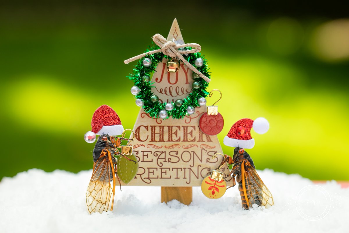 OxanaWare's tweet photo. #xmas in June? Let's trim that tree! #cicadas #CicadaWatch2021 #cicada #cicadas2021 #christmas #christmasinjune https://t.co/zNfqqxQZnV