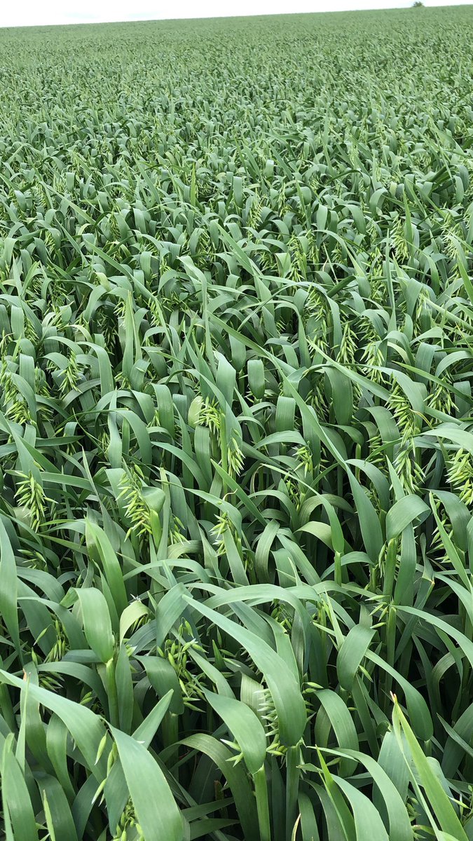 Isobel Oats  looking good