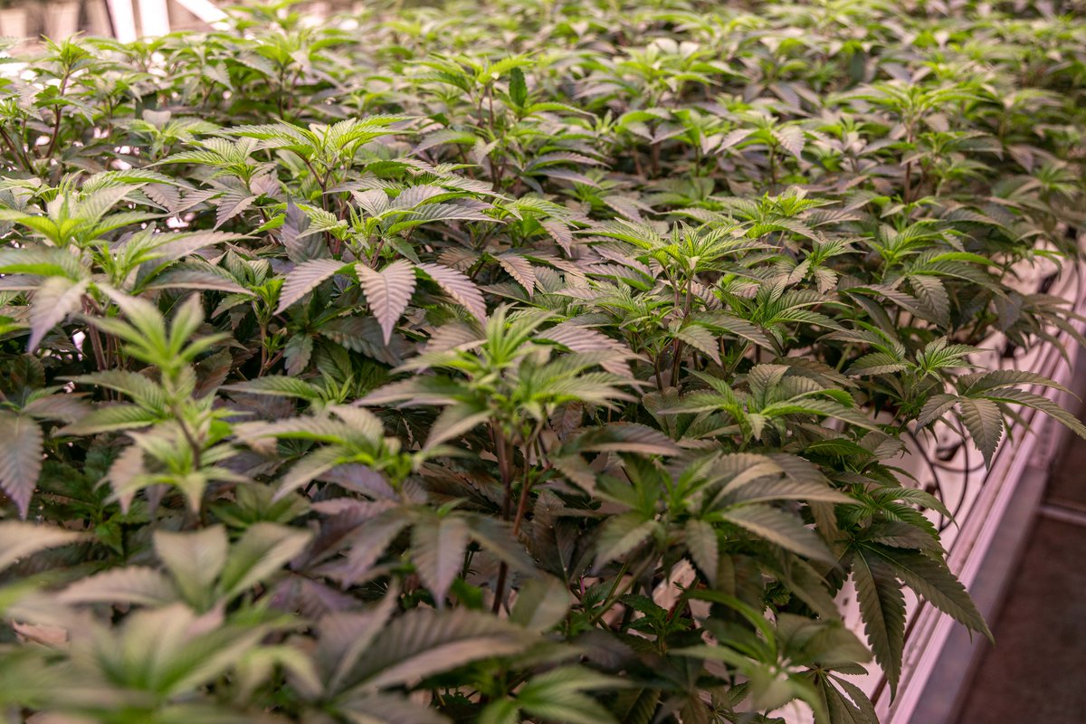 RISE Dispensaries Minnesota tweet media