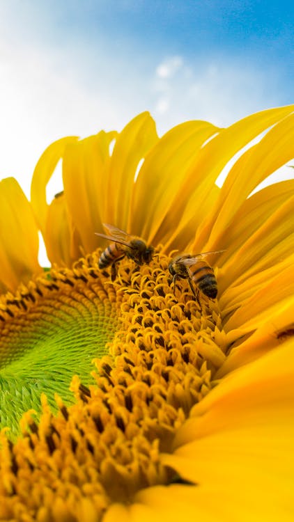 Countrysidepet's tweet photo. #fridayfascinatingfacts
Honeybees can flap their wings 200 times per second.

#Friday #facts #bees https://t.co/D1TdTl7AEG