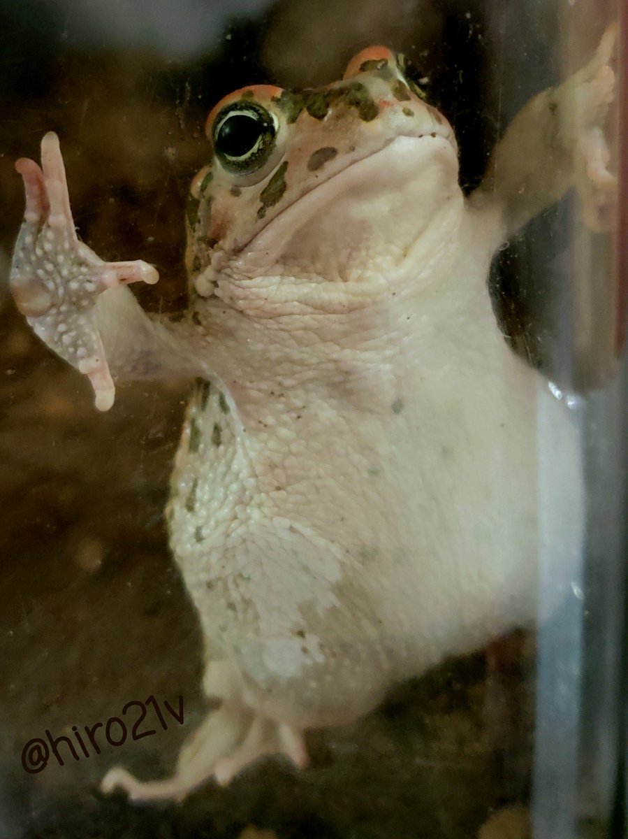 もうカエルのお尻載せる もうカエルのお尻載せる