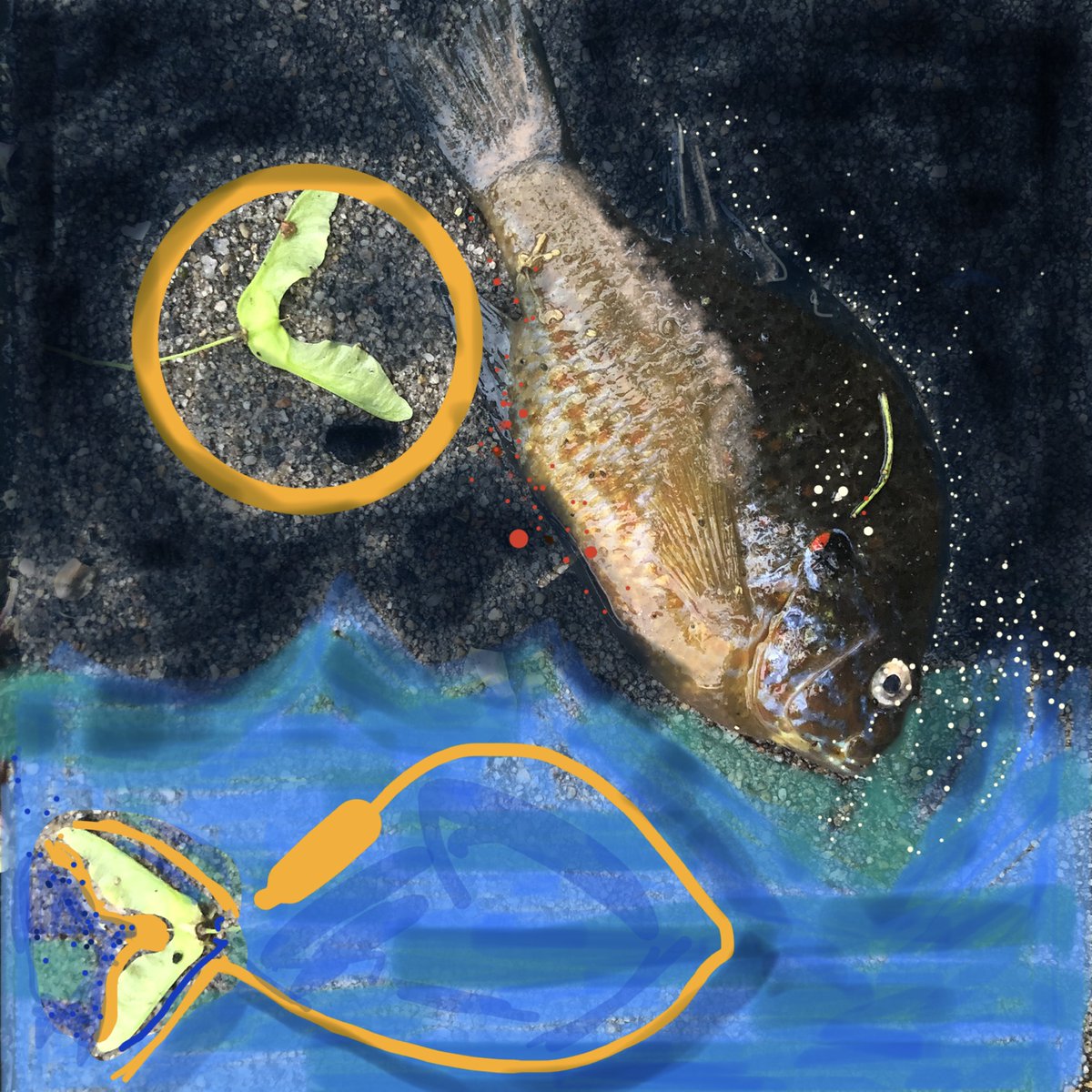 emwe_art's tweet photo. @nfttrainer Dead fish found on sidewalk becomes art.
Just minted 1 of 1 "Os-Prey" https://t.co/7BvbsOYtqL @rariblecom https://t.co/7CKuw6gaOz