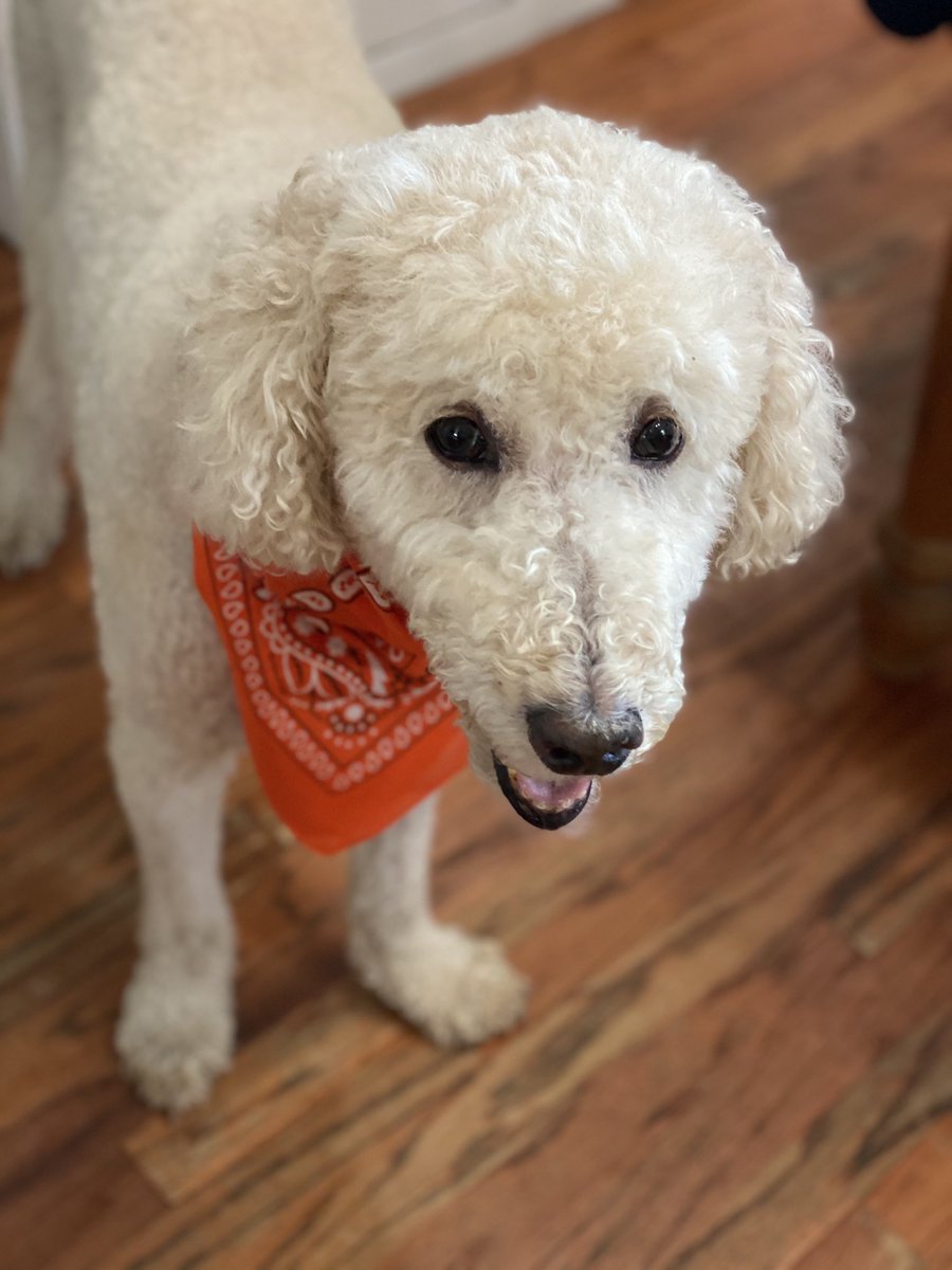 Even old dogs #WearOrange.  Will you?  ⁦<a href="/MomsDemand/">Moms Demand Action</a>⁩ ⁦<a href="/StudentsDemand/">Students Demand Action</a>⁩ ⁦<a href="/DemandPa/">StudentsDemandPA</a>⁩ #EndGunViolence