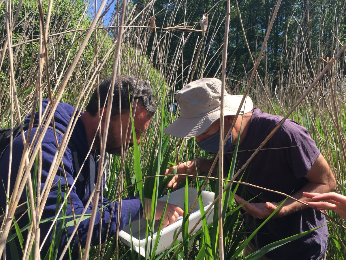 Natura2000IdF's tweet photo. 🆕Le 1er juin dernier, le @ParcGatinaisFr et la #DRIEAT ont organisé une journée de sensibilisation aux Vertigo (petits escargots) et leurs habitats en présence de gestionnaires de milieux naturels d'#IDF
Au marais de #Boigneville, les 2⃣ espèces #Natura2000 ont été observées ! https://t.co/wgNeHyvG4l