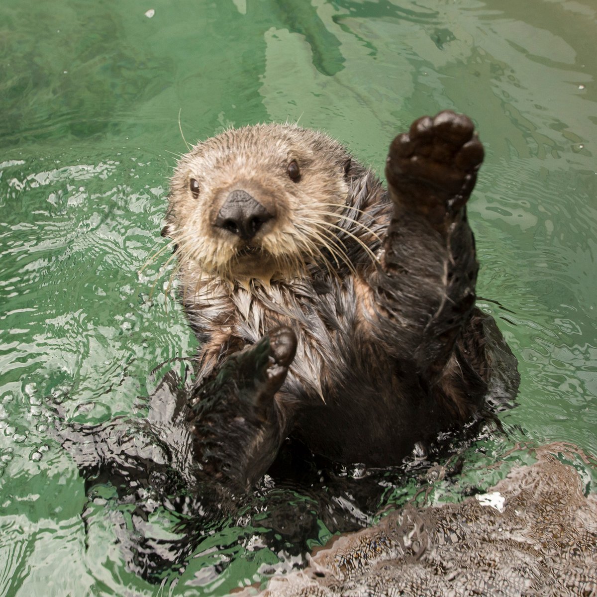 OregonZoo's tweet photo. Paws up if you think we otter protect the ocean
#LetsSeaTheCute
https://t.co/2sB7OGlBp8 https://t.co/oGae90Wv7L