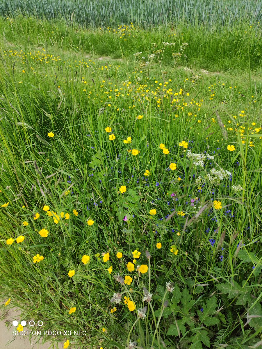 crazy_backpack's tweet image. Beautiful Oxfordshire

#UK #Oxfordshire #England #Nature