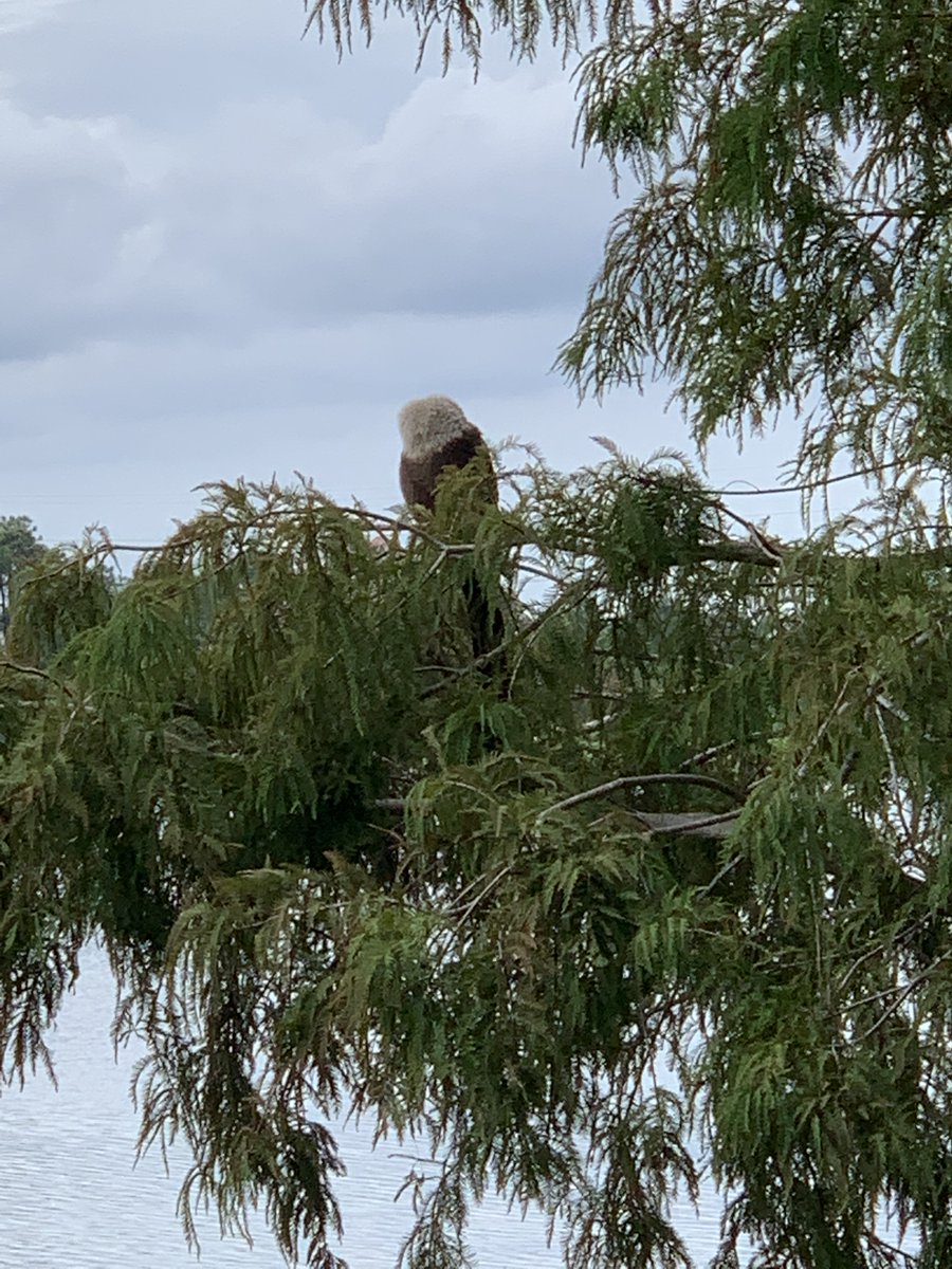 Saw this Bald Eagle 🦅 overseeing the fishing of other birds on a lake in case it sees a fish it wants.  The largest nest on record is over 9 feet in diameter and over 20 feet tall. #BaldEagle #bird #birdwatching #NationalSymbol #wildlifephotography #nature #naturephotography