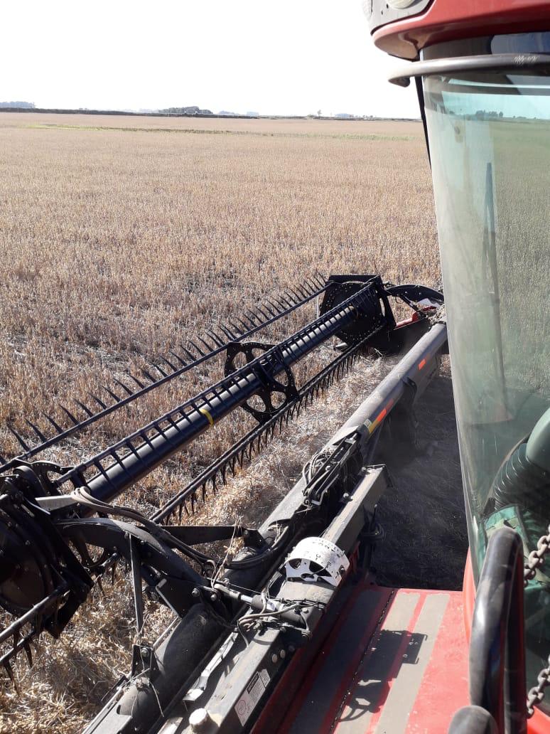 Se termina la cosecha de #Soja 🌱 💪🏻

La <a href="/Bolsadecereales/">Bolsa de Cereales</a> relevó un rinde medio nacional de 26,9 qq/Ha. y la producción acumulada alcanza las 42.400.000 toneladas.

📷 Noroeste de Buenos Aires