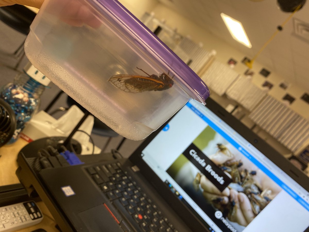 speciosoms's tweet photo. These curious scientists wanted to learn about cicadas so that’s what we did! We learned about Brood X and that they make a tasty treat that’s a good source of protein!🪰 https://t.co/dd2wEWQ50O