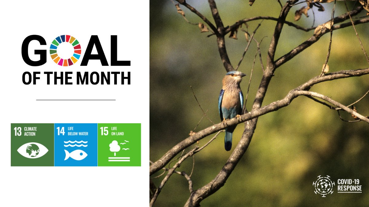 A colourful Roller (species of bird) sits in a tree. TEXT: Goal of the month: SDGs 13, 14 and 15.